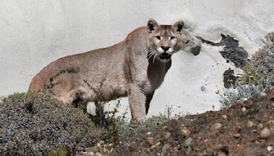 Rare sight as cougar hauls deer across Colorado ‘backyard’