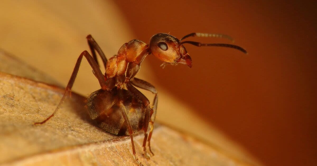 The surprising 90p kitchen ingredient which kills ants and woodlice in your home