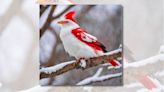 Fact Check: Sadly, This Gorgeous Pic of Red-and-White 'Santa Cardinal' Is Fake