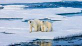 Alaska polar bear becomes first to die from bird flu