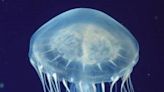 Here's what to do immediately if you get stung by a jellyfish