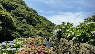 2024 陽明山繡球花季時間、賞花農園推薦！置身繽紛花海美拍粉色復古電話亭 | 蕃新聞