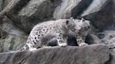See the snow leopard cubs on exhibit now at the Bronx Zoo