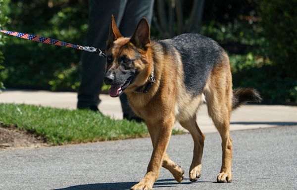 Dog Shooter Kristi Noem Sets Her Sights on Biden’s Commander