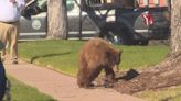 Bear found in Colorado Springs has been relocated