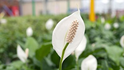 Peace lily houseplant 'flowers better' when positioned in the best spot