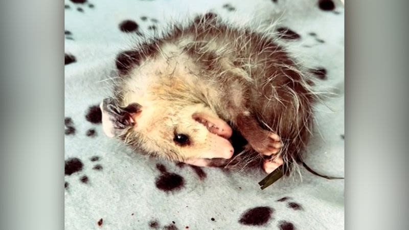 ‘There he is, dead again’: Opossum delights internet by faking death | CNN
