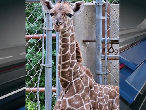 Roosevelt Park Zoo mourns loss of giraffe calf Jabari