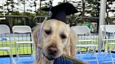 Therapy Dog Attends Graduation at N.J. School After Becoming Students' 'Collective Best Friend' (Exclusive)