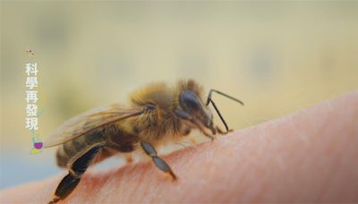 暖化造成生態失衡 蜜蜂保育不可忽視