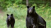 An Avid Runner Was Mauled by a Bear Protecting Her Cubs, and He's Already Back Out on the Trails