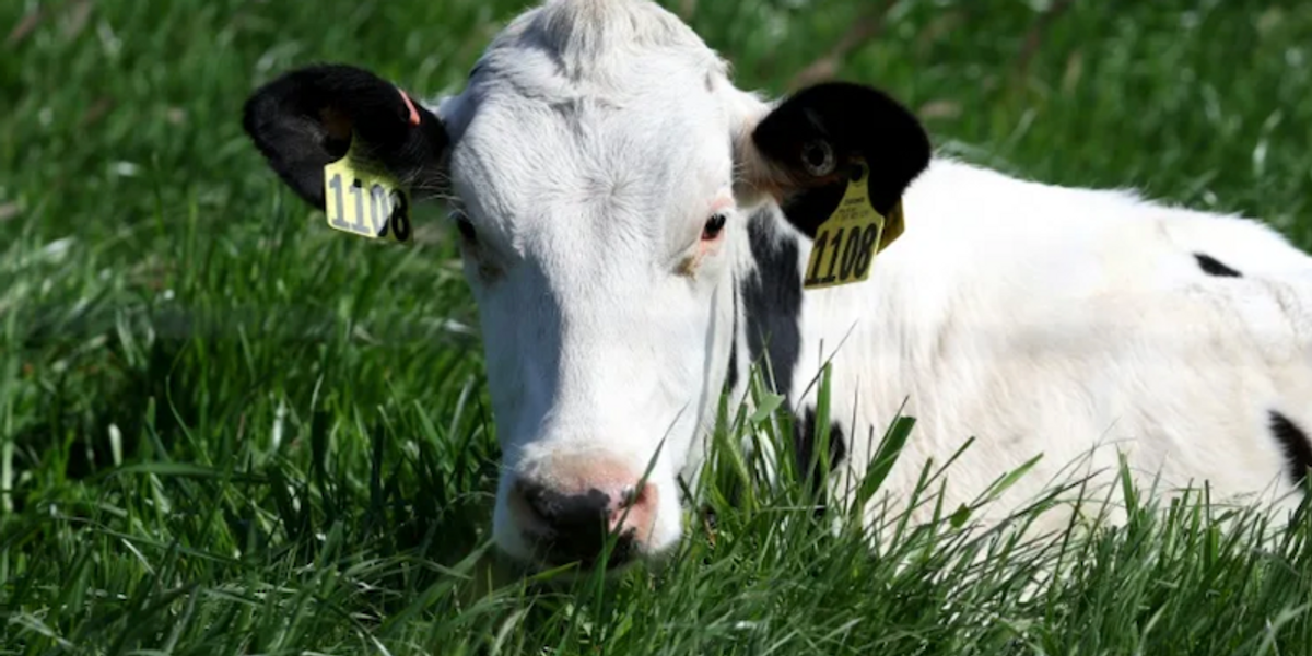 Raw milk health risks significantly outweigh any potential benefits