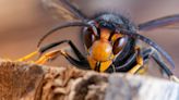 Way to spot Asian hornet as man catches 'enormous' creature in back garden