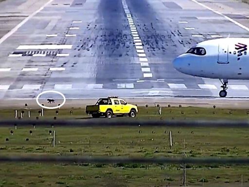 Cachorro corre pela pista e impacta operações no aeroporto de Guarulhos