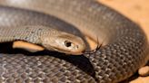 Mom Finds 5-Foot Venomous Snake in Her Kid's Dresser Drawer