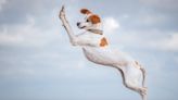 15 award-winning photos of animal antics from this year's Comedy Pet Photography Awards