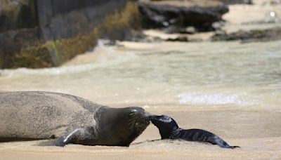 Hawaii residents fined $20K after Hawaiian monk seal pup mauled by unleashed dogs