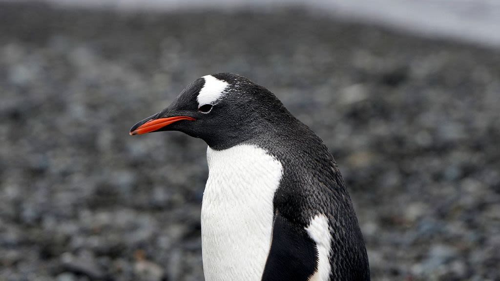 Could climate change give penguins cataracts? Scientists investigate impact of longer ozone holes