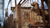 South Korea's canine farmers protest proposed ban on dog meat