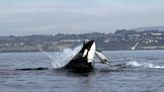 Rare video catches an orca flipping a dolphin high into the air while teaching its baby to hunt