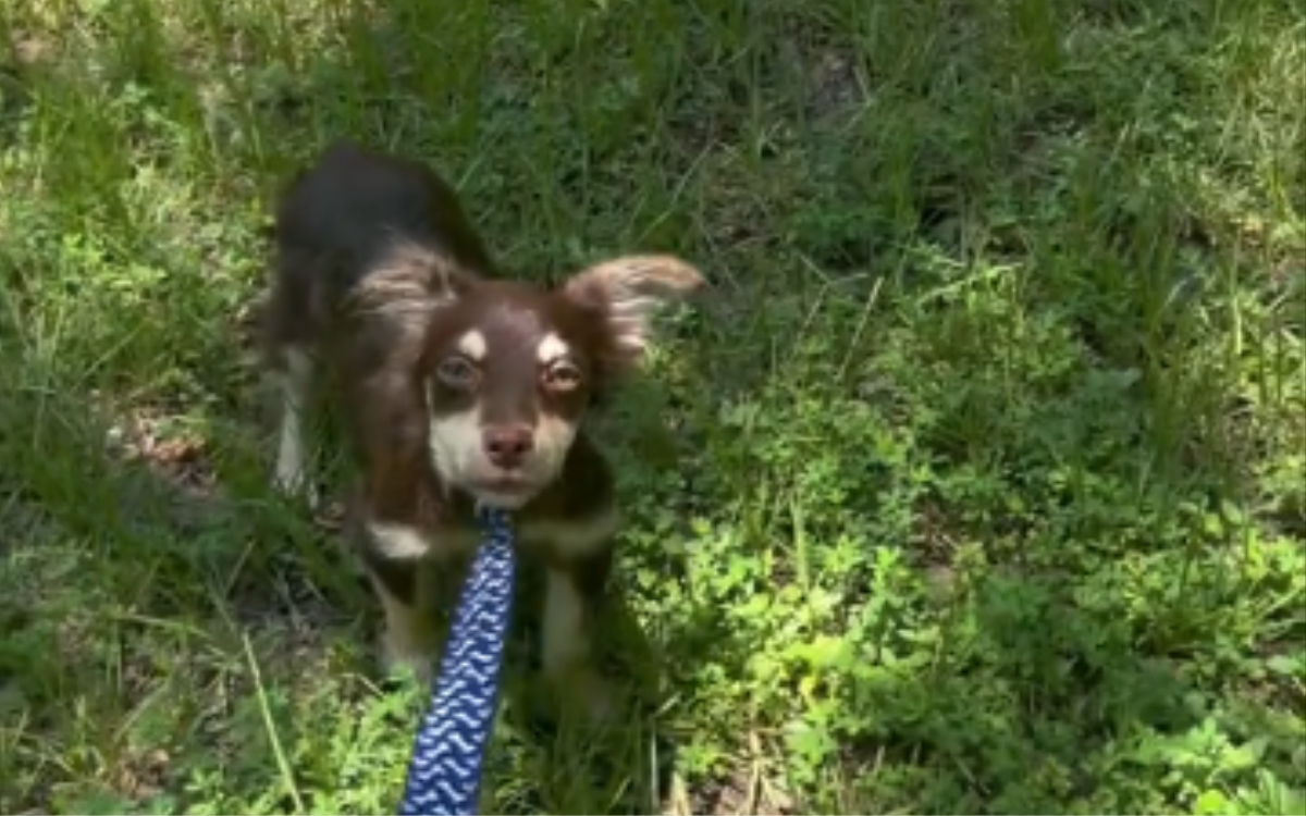 Dog has hilarious reaction to wearing a leash the day after she's rescued