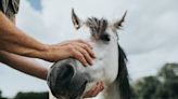 Horse health research will help humans stay healthy, too, with insights on reining in diabetes and obesity
