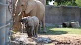 At 3 months old, Tucson's baby elephant is learning to use her trunk and loves splashing in water