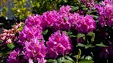 3 plant-killing garden flowers that devalue homes by 20 percent and deter buyers