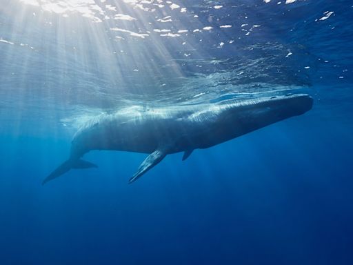 Stunning Video Shows Lucky Diver Swimming Next to Blue Whale in Maldives