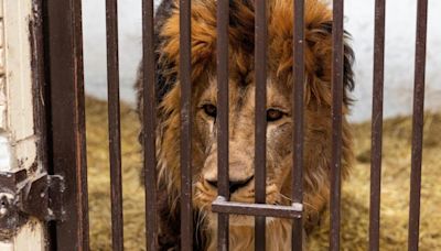 Animal sanctuary races to rescue lions from war-torn Ukraine