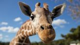 Thoiry, Beauval, La Flèche… Ces zoos et réserves animalières qui acceptent les chèques-vacances en France