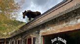 Moose spotted on roof at Montana guest ranch; video