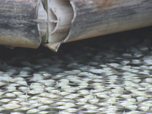 Fluctuating temperatures cause mass fishkill in Baltimore's Inner Harbor