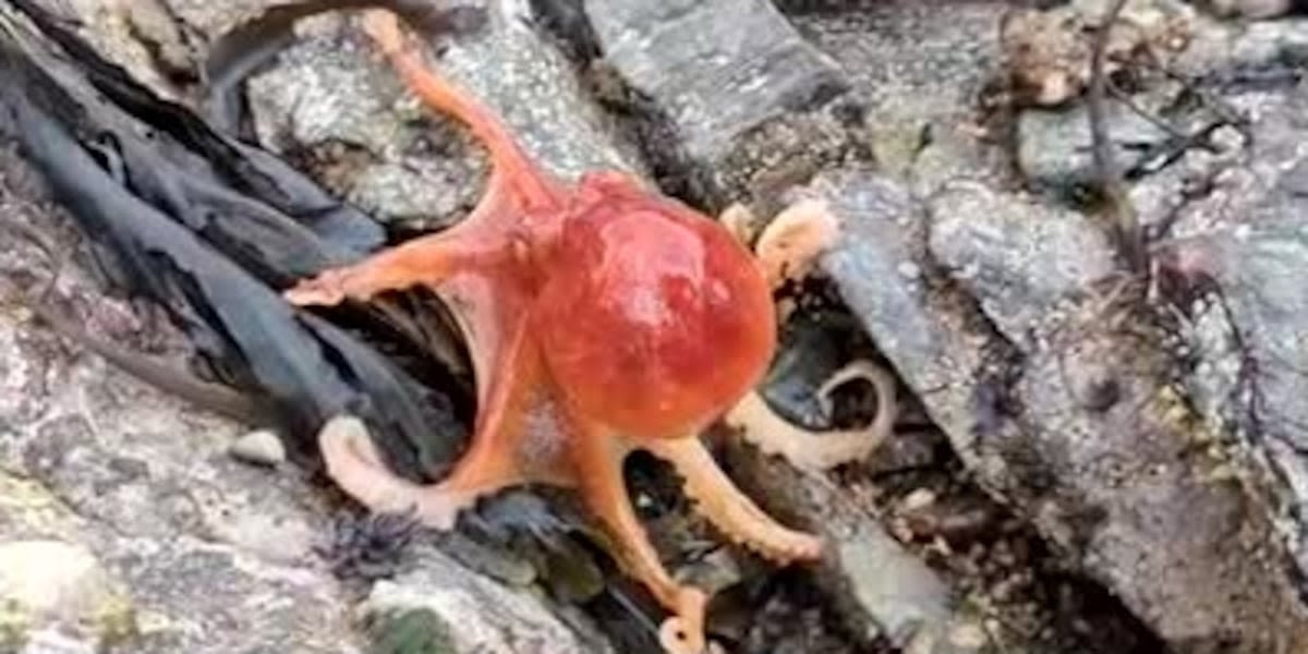 Octopus caught on video changing colors on beach: ‘We couldn’t believe it!’