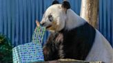 李強到訪阿德萊德動物園 宣布中方將向澳洲借出另一對大熊貓