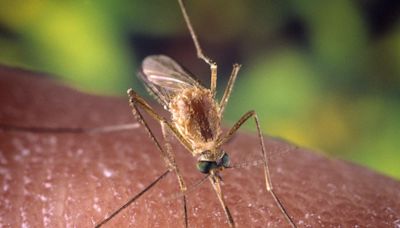 West Nile virus found in Warrick County sample group testing