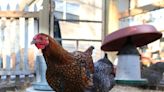 Orland Park to allow keeping of hens on certain properties in village