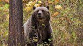 Grizzly bear which mauled woman to death in Montana had become 'food-conditioned'