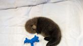 Second abandoned sea otter pup rescued in B.C. in less than a month