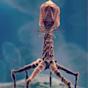 bacteriophage Real Image