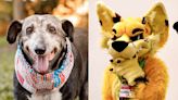 'Furries' in Pittsburgh 'Worked Their Tails Off' to Raise Over $100,000 for Homeless Senior Pets