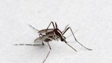 秋季出遊小心2蚊蟲與蜂螫！醫分享「4預防措施」預防蚊蟲