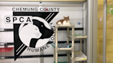 Chemung County SPCA to host open house and fundraiser