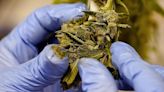 Kentucky Gov. Andy Beshear endorses federal effort to reclassify marijuana as a less dangerous drug