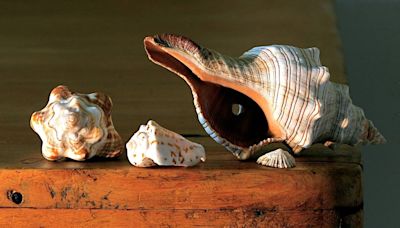 Ancient shells — found in American West — may have been used as trumpets, study says