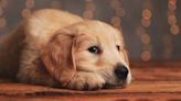 Golden Retriever Fiance' Gifted Golden Retriever Puppy in Heartwarming Surprise