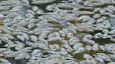 Millions of dead fish wash up amid heat wave in Australia