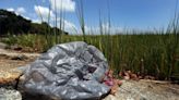 These plastic bags will be hard to find in Mount Pleasant as updated plastic ban takes hold