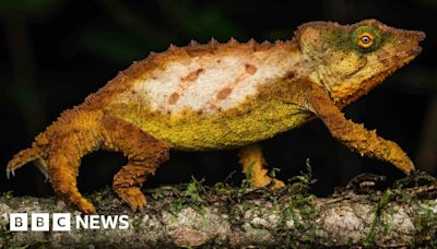 Secret 'sky island' rainforest saved by new discoveries