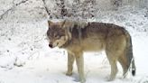 Union County will receive $101,832 to compensate ranchers from wolf loses, protect livestock